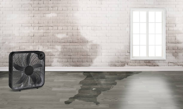  Bamberg, SC Water damage restoration Pros